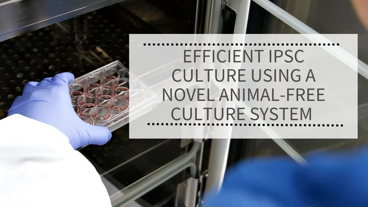 WEBINAR: Consistent and efficient hPSC culture with a novel animal-origin free culture system