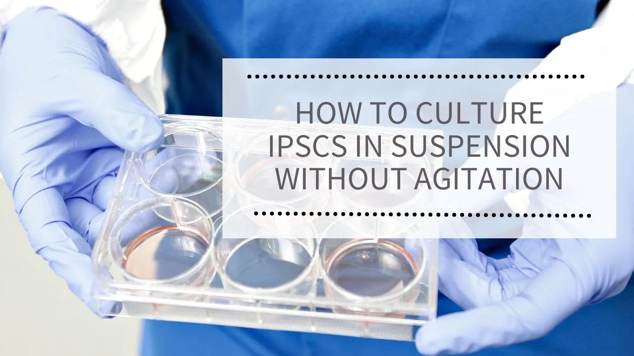 WEBINAR: How to culture iPSCs in suspension without agitation