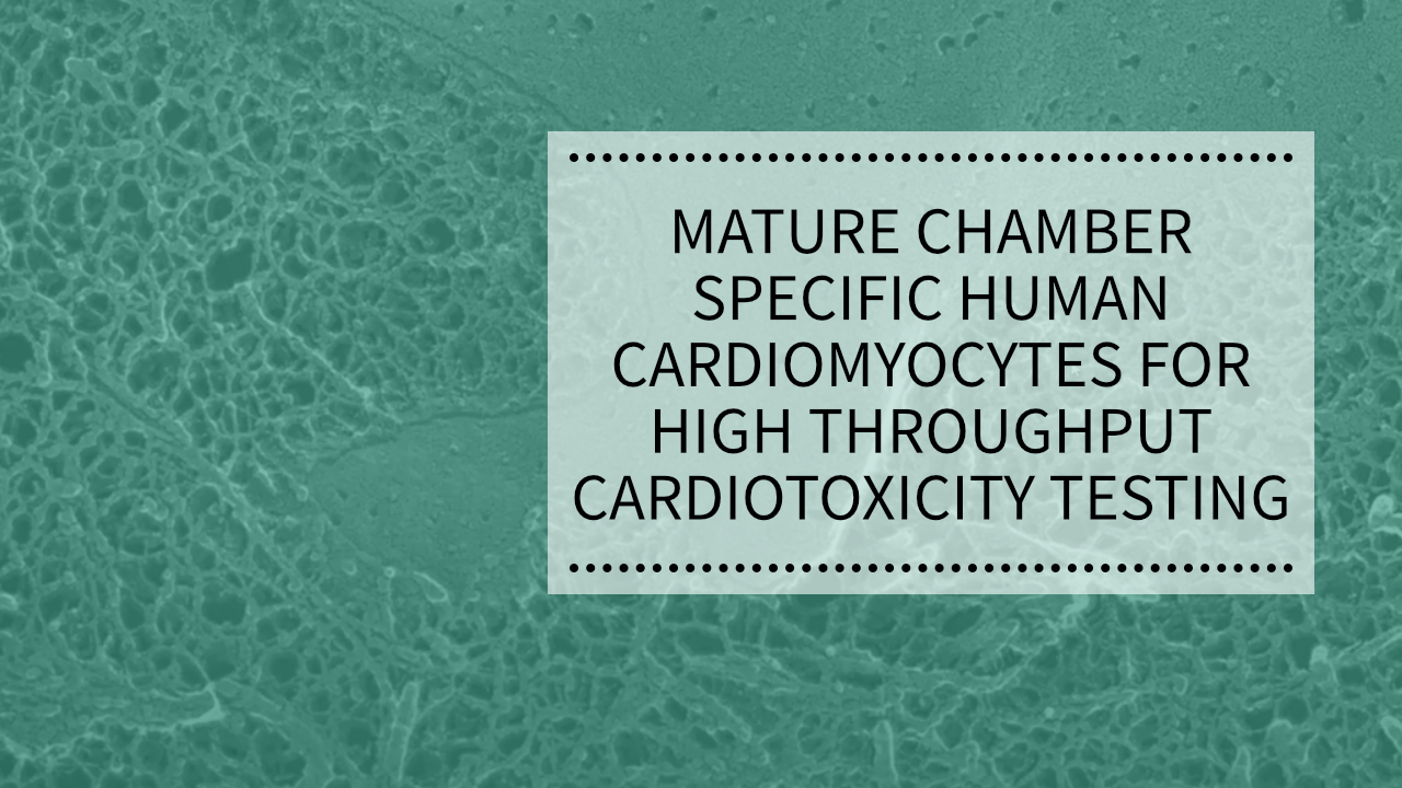 WEBINAR: Mature Chamber Specific Human Cardiomyocytes for High Throughput Cardiotoxicity Testing