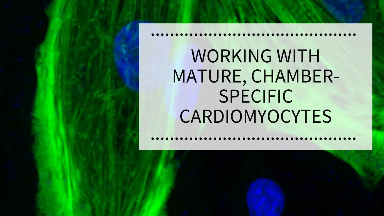 WEBINAR: Working with Mature, Chamber-Specific Cardiomyocytes