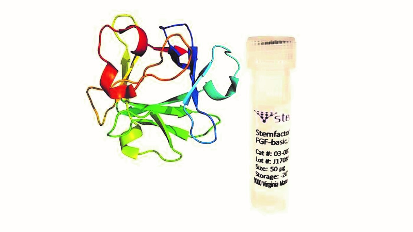 Stemfactor™ FGF-basic, Human Recombinant