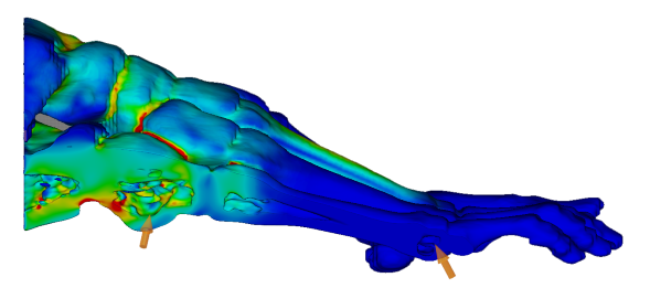 Render of an animal foot in Polygonica foot. Photo via MachineWorks.