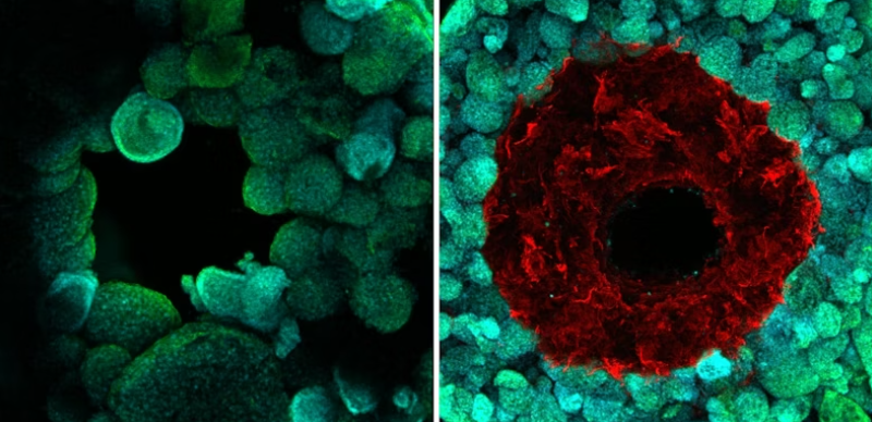 The original SWIFT method (left) printed hollow channels through living OBBs (green), but had no structure to contain fluid as it flowed through. Co-SWIFT (right) creates a cell-laden vessel (red) surrounding the channel, which isolates blood flow from the tissue and improves their viability. Image via Wyss Institute at Harvard University.