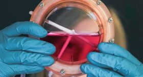 3D-printed bioreactor containing a cell-seeded scaffold that evolves into a blood vessel, used as a model to evaluate the effects of medical devices on human vessels. Photo by Frontier Bio.