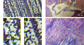 (a) An image acquired of a Giemsa-stained blood smear. Two ROIs are shown, where individual red blood cells can be resolved over the 1.7 mm field of view. (b) An image of a H&E-stained mouse kidney. The thin section shows structures such as an interlobular arteriole (white arrow) and renal tubules, with a magnified ROI showing the organisation of nephrons in a medullary ray spanning the corticomedullary junction. Image via University of Strathclyde.