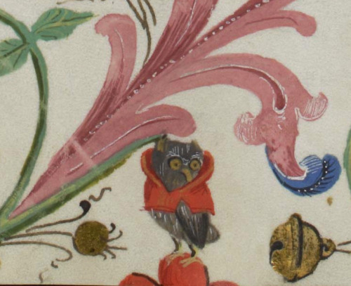 Happy owl
Some images just hit the right spot. This cute owl in his best red coat is part of a decorated page in a Pontifical, a book that was read during a special Mass in the church, often by the bishop himself. Having ploughed through a full page...