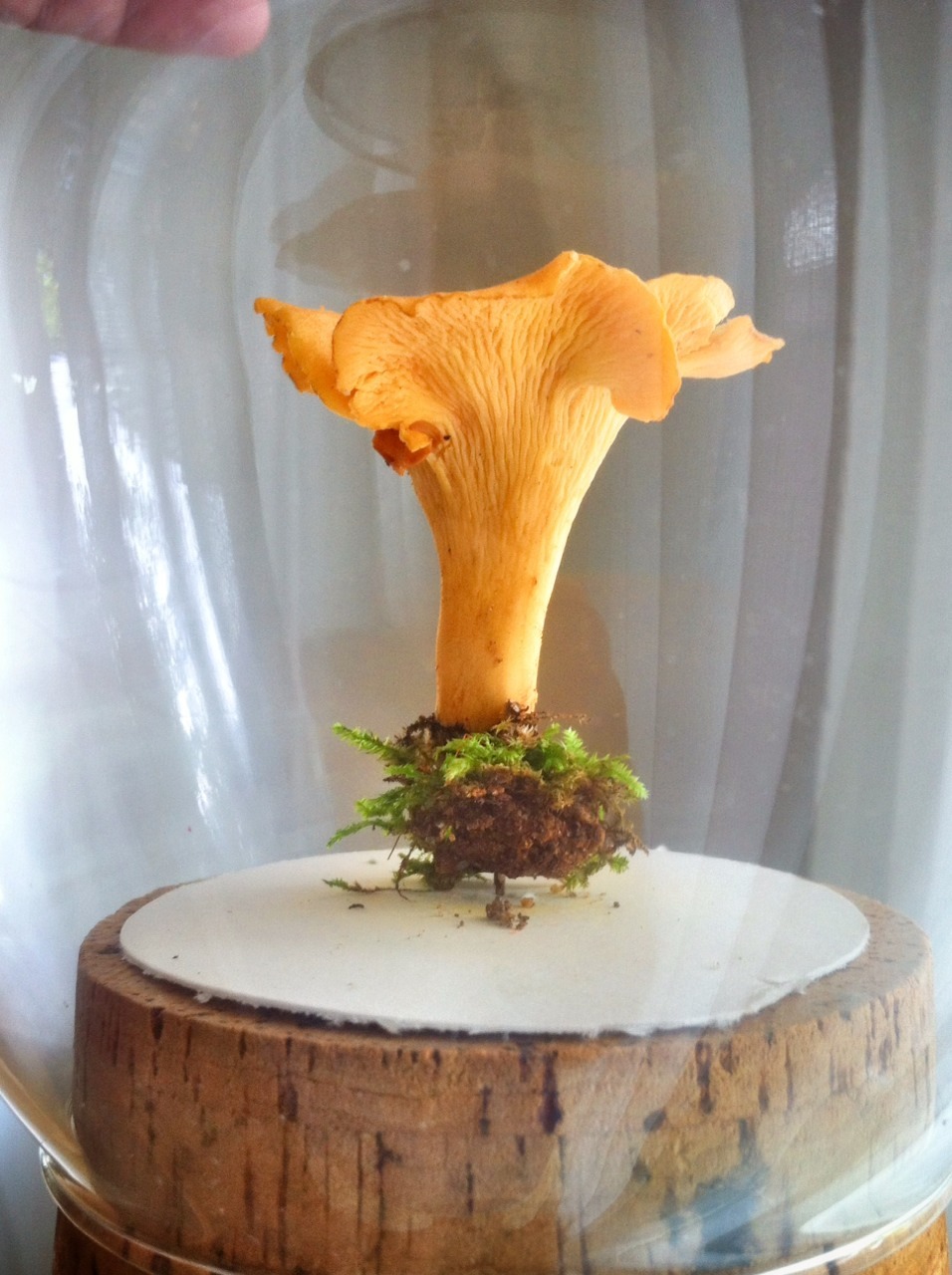 The Chanterelle mushroom.
“Cantharellus cibarius”
Out of all the Chanterelle foraged these past few days we agreed that this one was the most exemplary specimen found. We display it within one of our observation jars then centered it on our dinner...