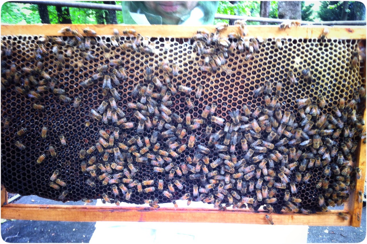 Our first hive inspection confirms our bee hive is happy and productive.