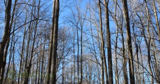 Deciduous woods, early spring in the Great Smoky Mountains National Park, Gatlinburg, Tennessee.