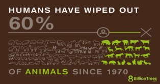 8 Billion Trees graphic image displaying the impact humans have had since 1970 with dozens of outlines of animals showing humans have wiped out 60 percent of animal life and only the 40 percent remain highlighted in green