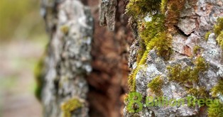 A close up of moss on a tree trunk in Sequoia National Park, with an 8 Billion Trees watermark.