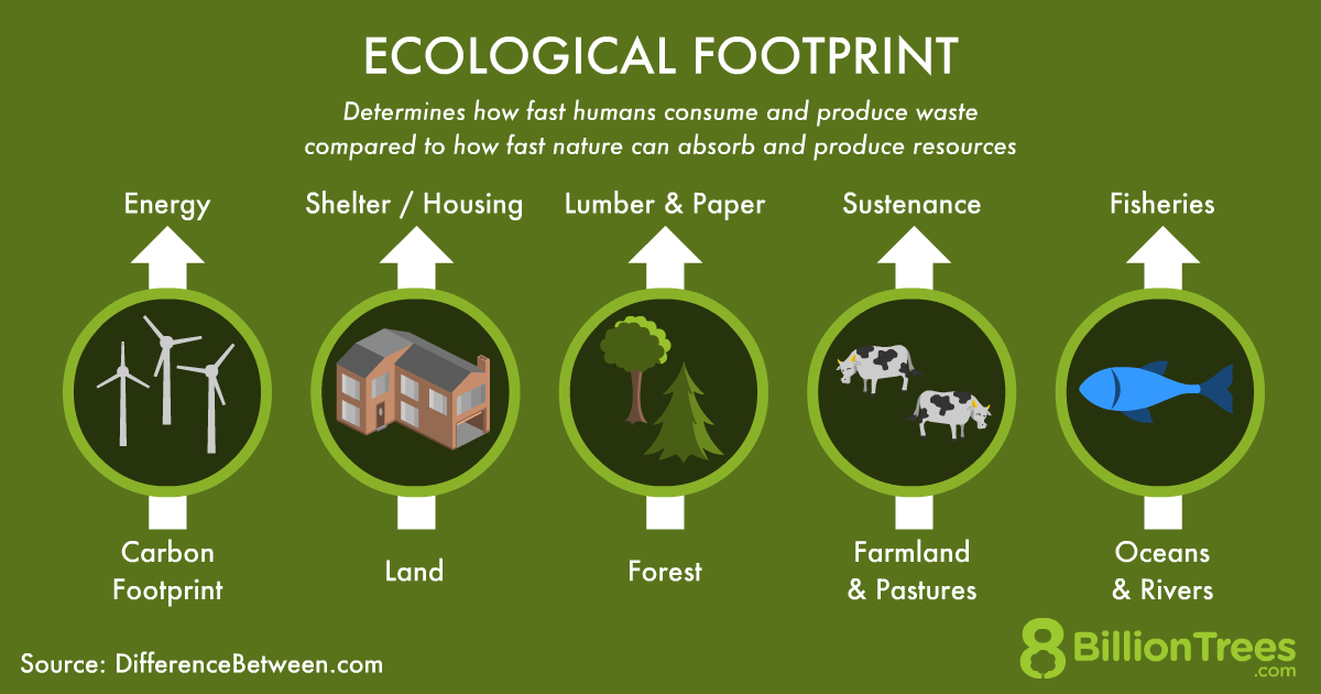 An 8 Billion Trees graphic showing what comprises an ecological footprint, including your carbon footprint, land use, forest use, farmland and pasture use, and oceans and rivers use.