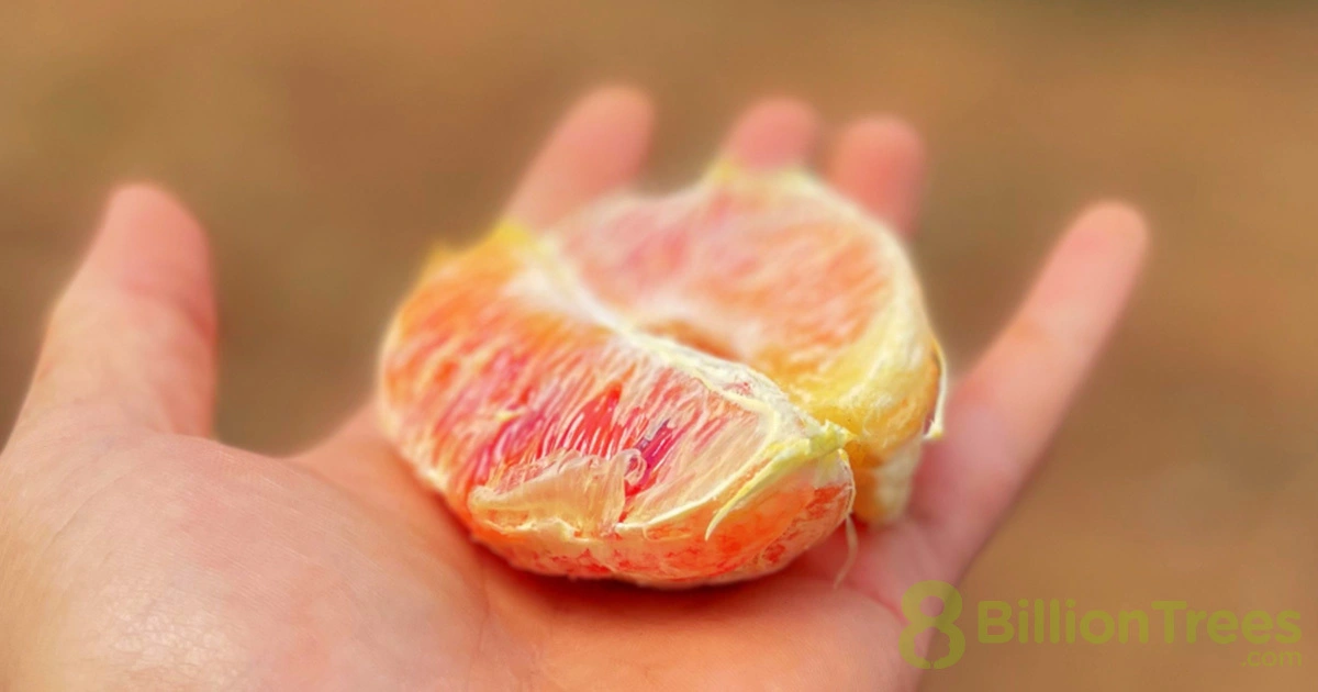 An up-close image of a hand holding half of a peeled blood orange in Sequoia National Park, with an 8 Billion Trees watermark.