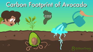 Woman looks at an avocado seed growing into a tree and being waters while a carbon footprint cloud hovers above and she wonders about the carbon footprint of avocado products being shipped around the world.