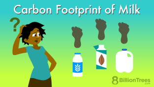 Woman looks at various milk cartons with carbon emissions footprints rising from them and wonders about the carbon Footprint of Milk Vs Soy Milk and how to use a carbon Footprint of Milk Per Kg Calculator, as well as the carbon Footprint of Almond Milk and Oat Milk Carbon Footprint.