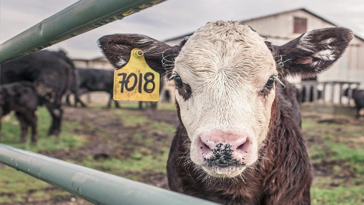 Close up view of a cow inside a fenced barn.