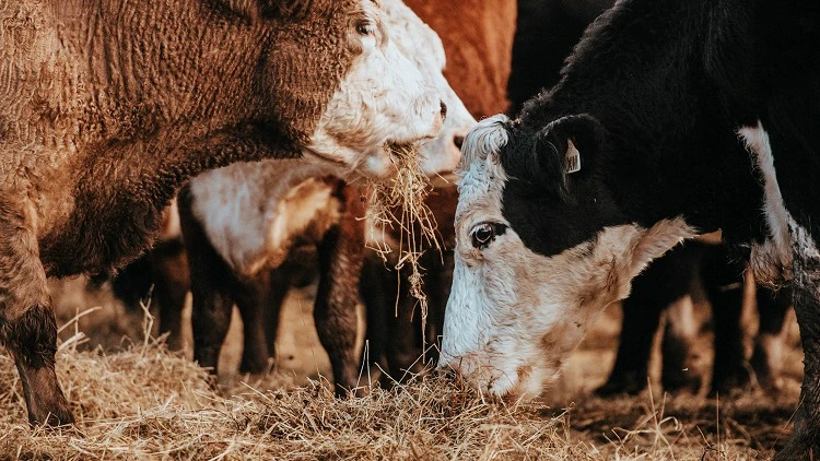 Photo of several cows eating grass.