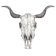 Longhorn Skull