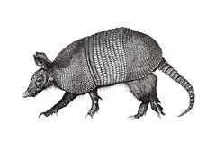 Armadillo