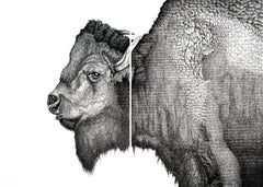 Bison