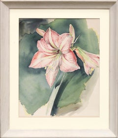 Aquarelle d'une fleur d'amoryllis du milieu du siècle dernier