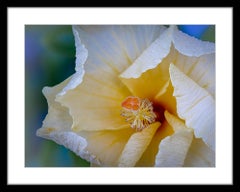  “Yellow Hibiscus” Photography 12” x 16” in Edition of 20 Floral Nature 