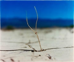 Twig - Panamint Valley, Death Valley National Park, California