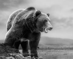 On The Waterfront 36x48 Schwarz-Weiß-Fotografie Kodiak Grizzly Bear Unsigniert