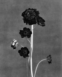 Black Blooms - Fotografia floreale di grande formato in edizione limitata su carta fine art.