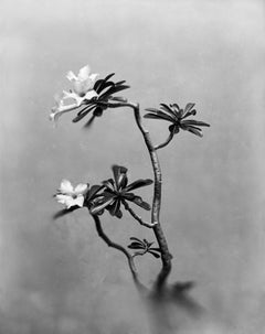 Desert Rose - fotografia floreale in bianco e nero, edizione limitata a 20 esemplari