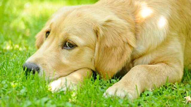 Can pets suffer from seasonal allergies? - Fox News