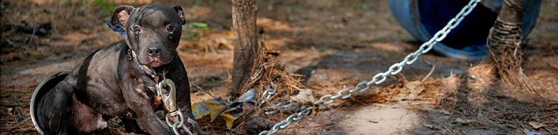 A dog chained to a tree