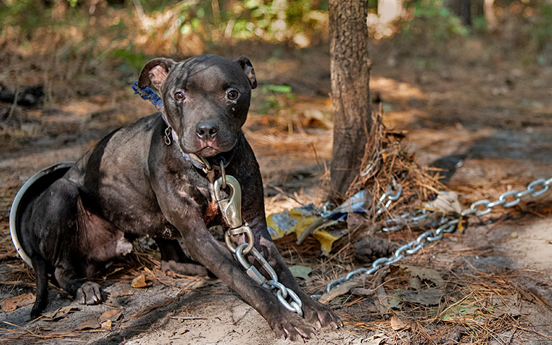 A dog chained to a tree