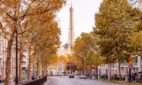 Plane Tree Viewing in Paris