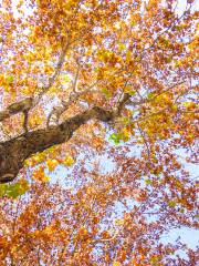 Chinese Parasol Tree Viewing in Beijing