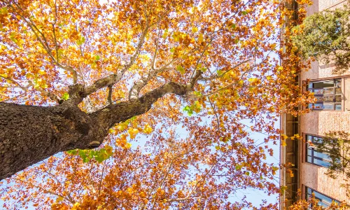 Chinese Parasol Tree Viewing in Beijing