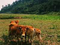 Laotian jungle 