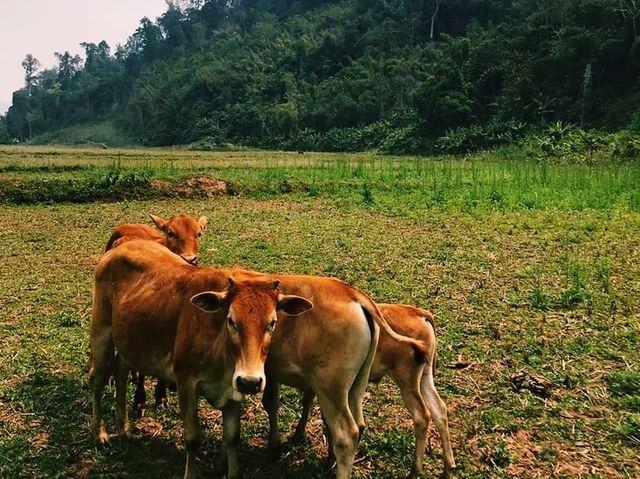 Laotian jungle 