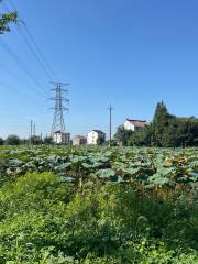 Moonlight Over the Lotus Pond