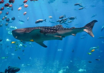 佐治亞水族館