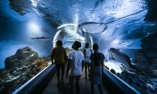 Cairns Aquarium