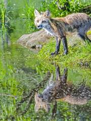 Zaō Fox Village