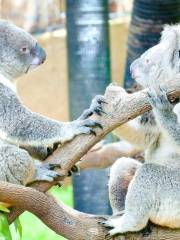 Koala Conservation Reserve