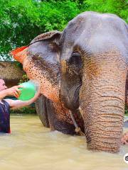 Elephant Retirement Park Phuket