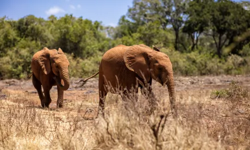 Nairobi National Park