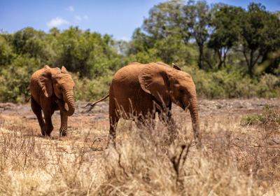 Nairobi National Park