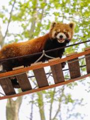 Shanghai Wild Animal Park - Red Panda