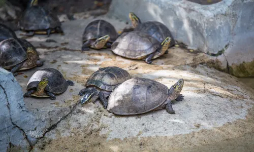 Manila Zoo