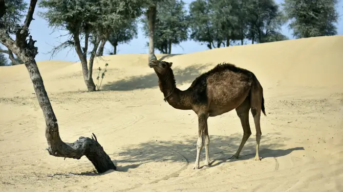 2_Dubai Desert Conservation Reserve