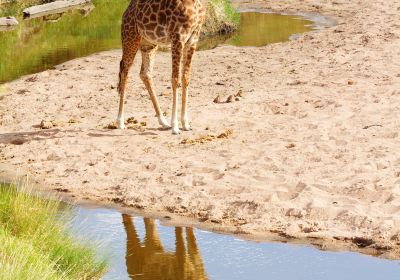 Serengeti